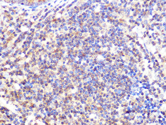 Cullin 2 Rabbit mAb