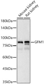 GFM1 Rabbit pAb