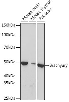 Brachyury Rabbit mAb