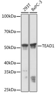 TEAD1/2/3/4 Rabbit mAb