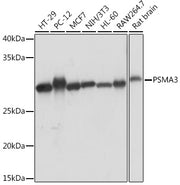 PSMA3 Rabbit mAb