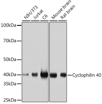 Cyclophilin 40 Rabbit mAb