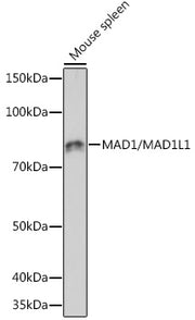 MAD1/MAD1L1 Rabbit mAb