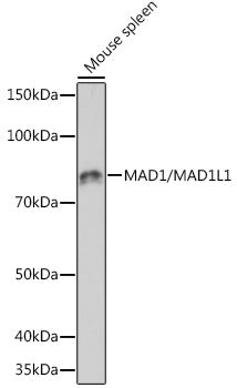 MAD1/MAD1L1 Rabbit mAb