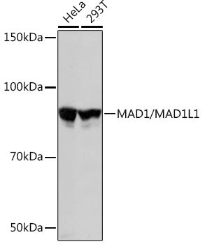 MAD1/MAD1L1 Rabbit mAb