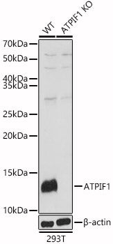 [KO Validated] ATPIF1 Rabbit pAb