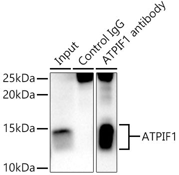 [KO Validated] ATPIF1 Rabbit pAb