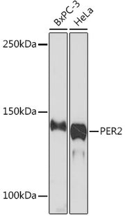 PER2 Rabbit mAb