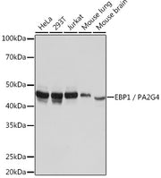 EBP1/PA2G4  Rabbit mAb