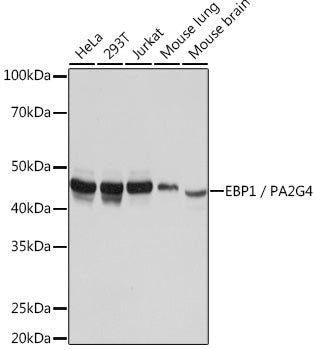 EBP1/PA2G4  Rabbit mAb