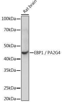 EBP1/PA2G4  Rabbit mAb