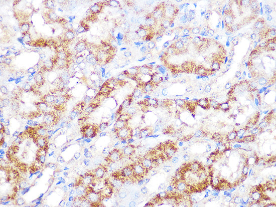 EBP1/PA2G4  Rabbit mAb