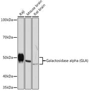 Galactosidase alpha (GLA) Rabbit mAb
