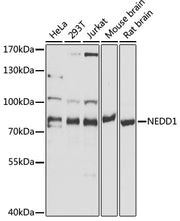 NEDD1 Rabbit pAb