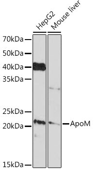ApoM Rabbit mAb