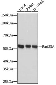 Rad23A Rabbit mAb