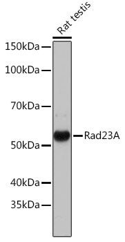 Rad23A Rabbit mAb