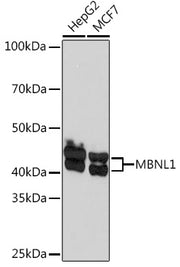 MBNL1 Rabbit mAb