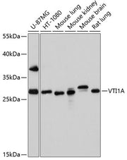 VTI1A Rabbit pAb