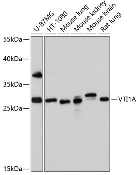 VTI1A Rabbit pAb
