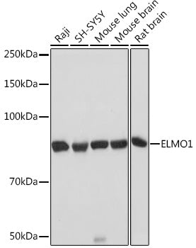 ELMO1 Rabbit mAb