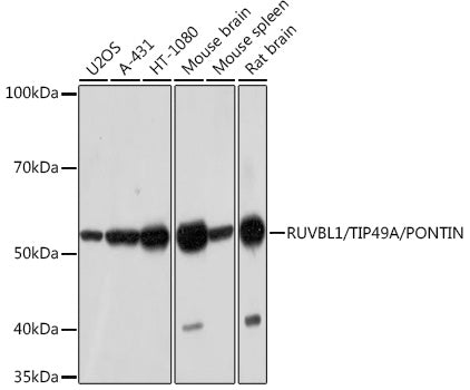 RUVBL1/TIP49A/PONTIN Rabbit mAb