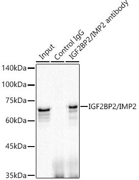 IGF2BP2/IMP2 Rabbit mAb