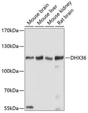 DHX36 Rabbit pAb