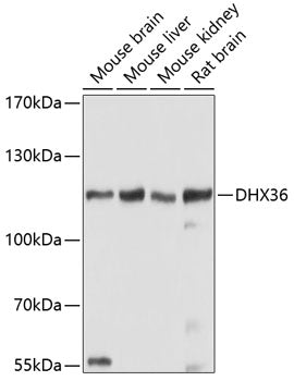 DHX36 Rabbit pAb