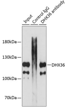 DHX36 Rabbit pAb
