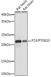 P23/PTGES3 Rabbit mAb