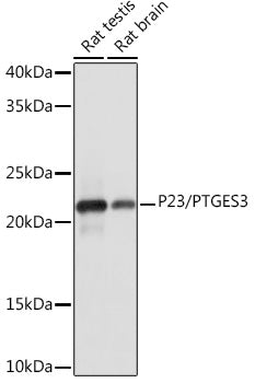 P23/PTGES3 Rabbit mAb