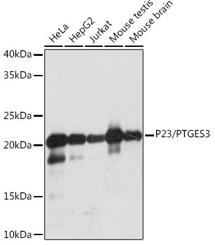 P23/PTGES3 Rabbit mAb