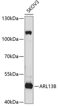 ARL13B Rabbit pAb