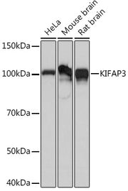 KIFAP3 Rabbit mAb