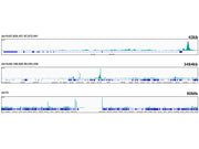 TEAD1 Rabbit mAb
