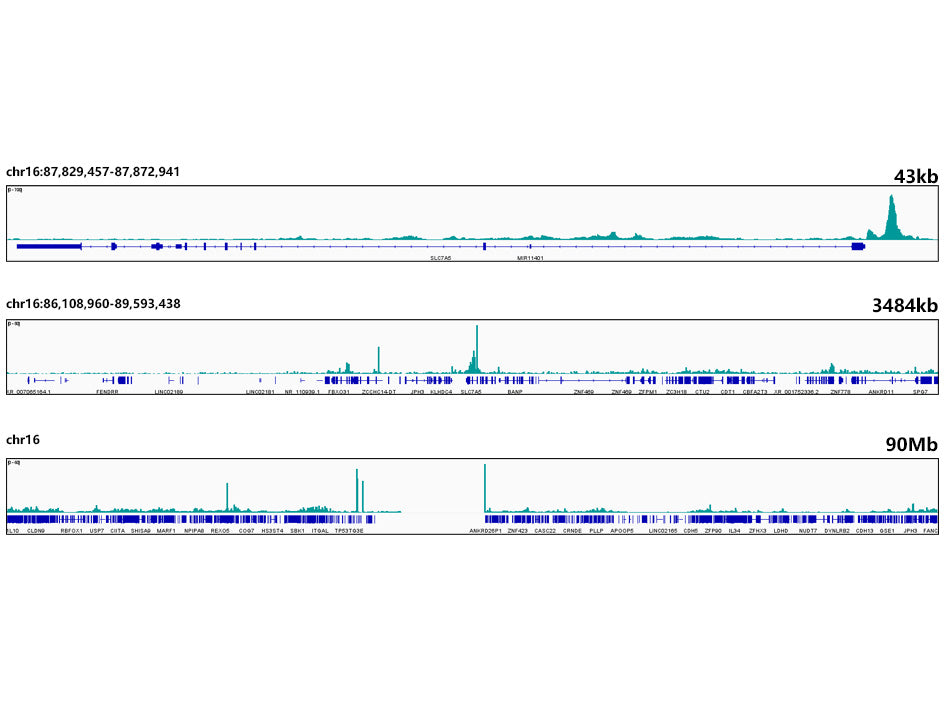 TEAD1 Rabbit mAb