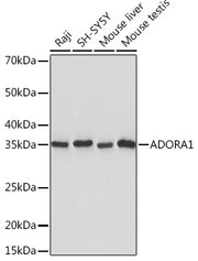 ADORA1 Rabbit mAb