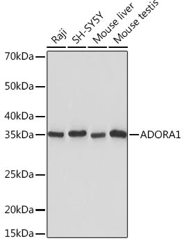 ADORA1 Rabbit mAb