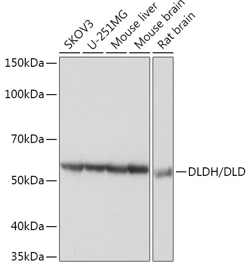 DLDH/DLD Rabbit mAb