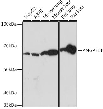ANGPTL3 Rabbit mAb