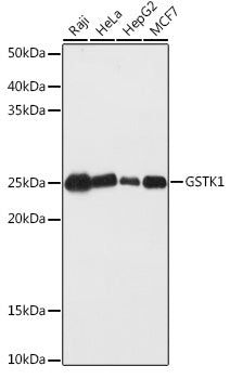GSTK1 Rabbit pAb