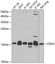 CISD2 Rabbit pAb