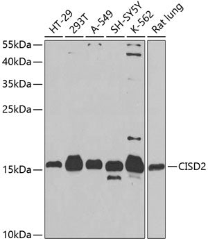 CISD2 Rabbit pAb