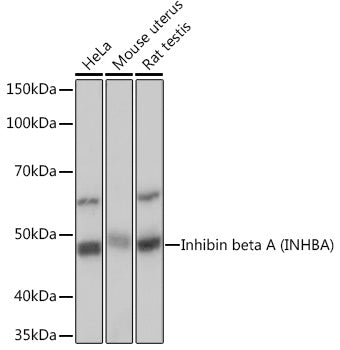 Inhibin beta A (INHBA) Rabbit mAb