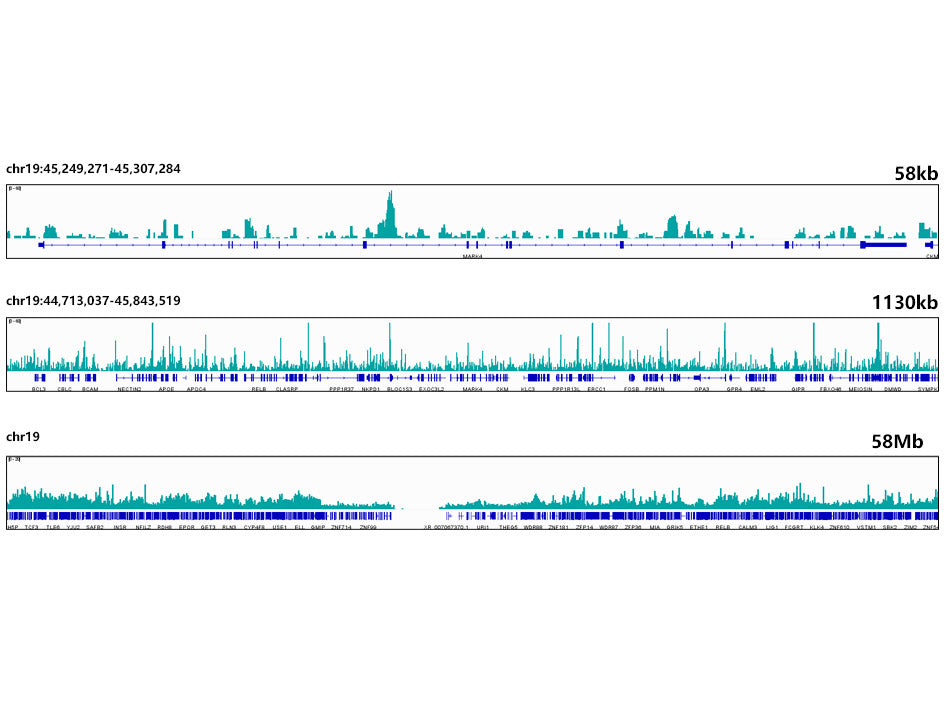 ESE1/ELF3 Rabbit mAb