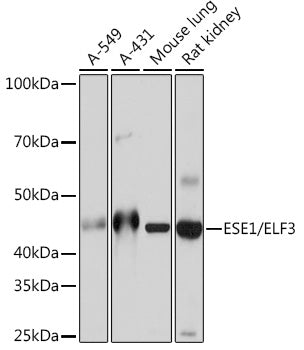 ESE1/ELF3 Rabbit mAb