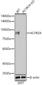 [KO Validated] ACVR2A Rabbit mAb
