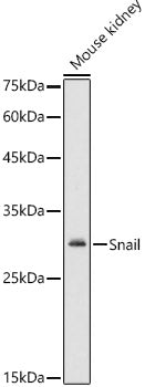 Snail Rabbit pAb