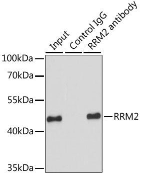 RRM2 Rabbit pAb